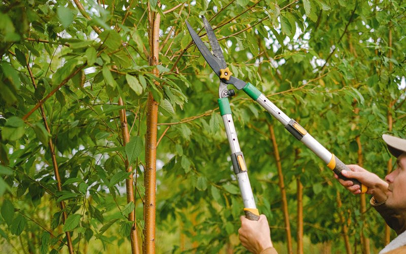 Tree trimming in Tecumseh, OK